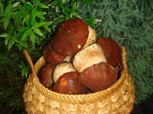 Vista 8 de Semillas Porcini Mushroom King Bolete Mycelium Spawn Kit de esporas secas para plantar sin OMG