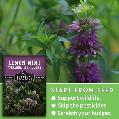 Vista 5 de Semillas de limón y menta para plantar (Monarda Citriodora) Bálsamo de abeja de limón/menta de caballo, hierbas medicinales y plantas de jardín