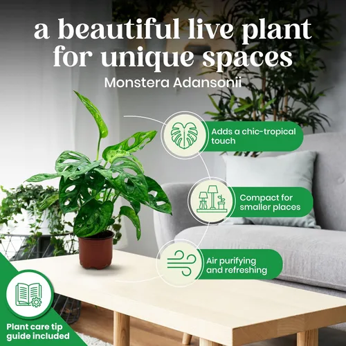 Vista 3 de BubbleBlooms Planta de queso suizo Monstera Adansonii, vive en una maceta de 4 pulgadas por BubbleBlooms
