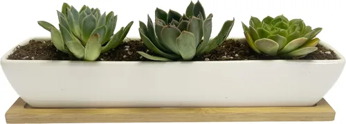 Vista 3 de Sea Star - Maceta moderna rectangular minimalista de cerámica blanca de 10 pulgadas para plantas suculentas para oficinas, escritorios, ventanas
