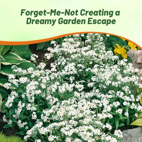 Vista 6 de Outsidepride White Forget Me Not Seeds - 5000 semillas de flores perennes de bajo crecimiento, auto-siembra para plantar flores blancas densas