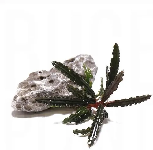 Vista 19 de SubstrateSource Bucephalandra Brownie Phantom - Planta de acuario viva – Decoración natural de pecera de agua dulce, decoración acuática