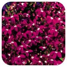Vista 3 de Más de 50 semillas de flores perennes de regata de Lobelia de color rosa, ideal para cestas colgantes