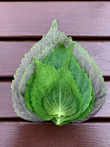 Vista 4 de Gaea's Blessing Semillas de Shiso coreanas (Perilla), semillas tradicionales sin OMG con instrucciones de siembra fáciles de seguir, perilla
