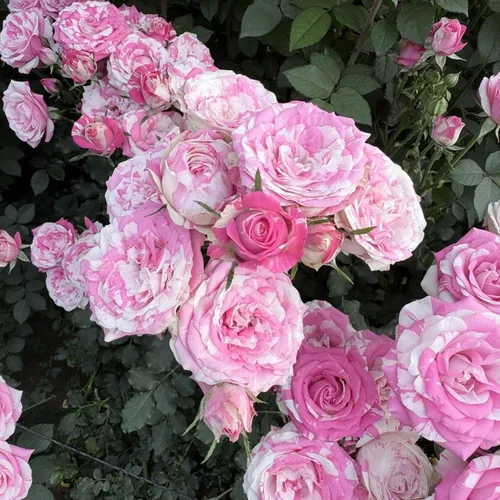 Vista 4 de 30 semillas de rosa rosa para plantar, arbusto de flores perennes fragantes, plantas ornamentales sin OMG para el jardín del hogar