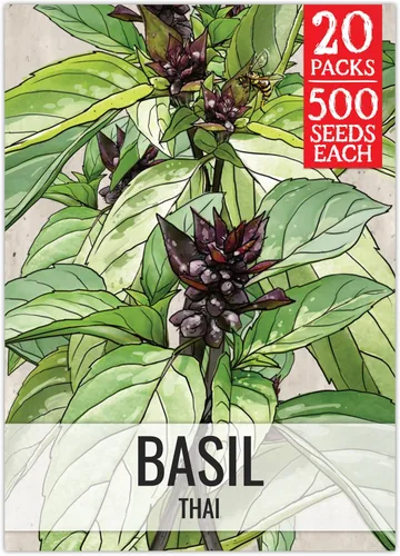 Vista 41 de Seed Needs Semillas de albahaca italiana para plantar hierbas tradicionales sin OMG, 1 paquete