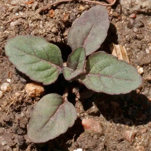 Vista 7 de Seed Needs Semillas de limón y menta para plantar hierbas anuales sin OMG, 1 paquete