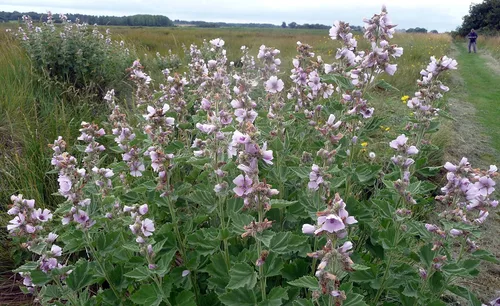 Vista 4 de Semillas Malvavisco Althaea officinalis No GMO Heirloom