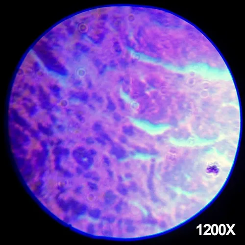 Vista 7 de AmScope Microscopio trinocular compuesto profesional digital T390B-3M, aumento 40X-2000X, oculares WF10x y WF20x, campo brillante, iluminación