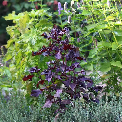 Vista 2 de Eden Brothers Semillas de Perilla (Shiso)