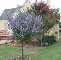 Vista 3 de Árbol Casto Lila - Vitex Agnus-castus -10 Semillas