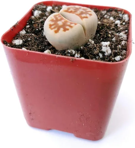 Vista 3 de Lithops - Suculenta de cactus de piedra cruda de piedras vivas, decoración única de regalo (2 pulgadas)