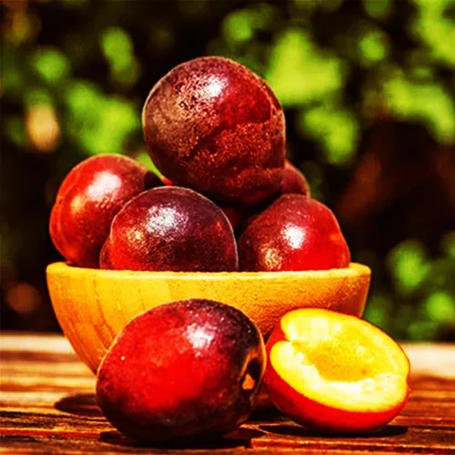 Vista 5 de Más de 150 ciruelos perennes silvestres semillas frutales para plantar al aire libre, semillas de Prunus nativas orgánicas europeas sin OMG