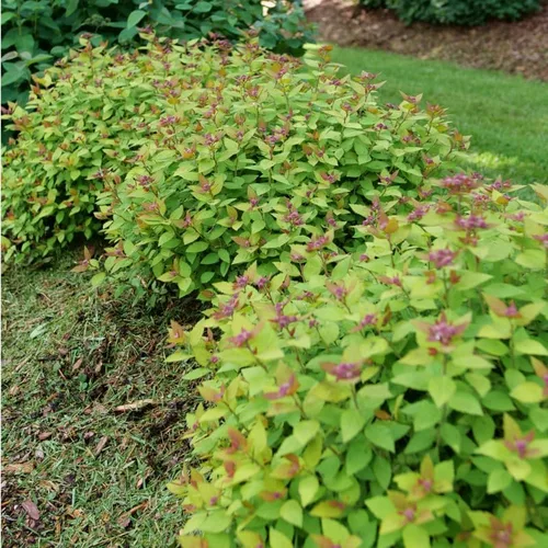 Vista 4 de DOUBLE PLAY® DOLLY™ - Spiraea japonica - Ganadores probados - Maceta de 4
