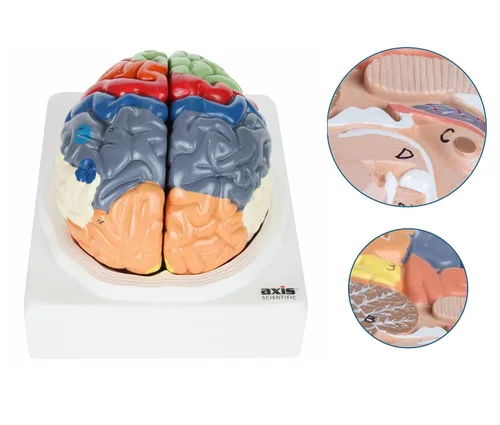 Vista 2 de Axis Scientific cerebro humano con regiones rotuladas, tamaño real. Incluye manual colorido del producto (idioma español no garantizado), base