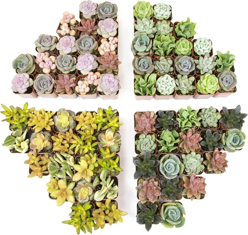 Vista 16 de Plantas suculentas vivas (paquete de 6) plantas suculentas en maceta, plantas vivas de interior, plantas de interior vivas, plantas