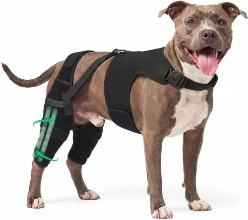 Vista 12 de Rodilleras para perro para soporte de pierna trasera, soporte ACL/CCL