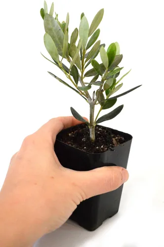 Vista 6 de 9GreenBox - olivo - árbol de la paz - Olea europaea - pack de 2