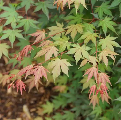 Vista 3 de Hot Chana®-Arce japonés- Acer palmatum- Olla de cuarto de galón - Ganadores probados