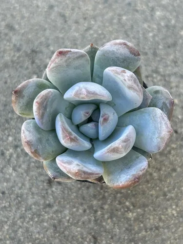 Vista 4 de Echeveria Orange Sherbet - Planta suculenta viva, maceta de 2 pulgadas, totalmente enraizada para decoración del hogar y la oficina o regalo
