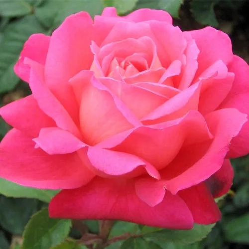 Vista 3 de Heirloom Roses Rose Plant - Star of The Nile™ Pink Rose Bush, planta viva arbusto para plantar al aire libre