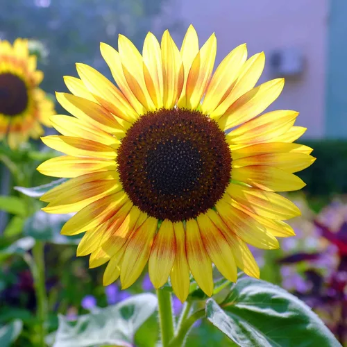 Vista 49 de Eden Brothers Semillas de girasol - Autumn Beauty