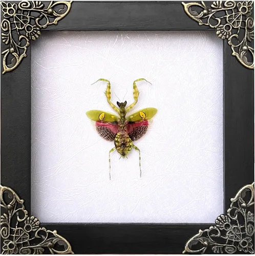 Vista 127 de 2 Real Dragonfly Specimens Shadow Box Framed Insect Display Oddities Curiosities Entomology Collection Natural History Wall Decor Gift for Nature