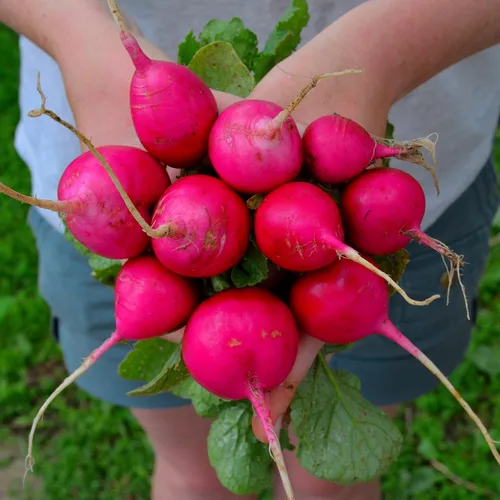 Vista 2 de Rábano rosa gigante alemán – 150 semillas – Variedad de reliquia y polinizada abierta, fácil de cultivar y de rápido crecimiento, semillas vegetales