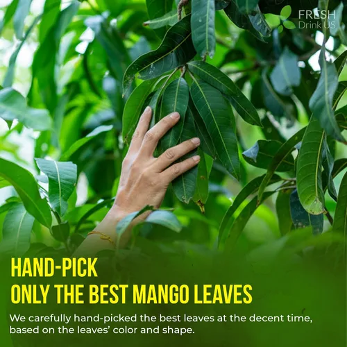 Vista 6 de FreshDrinkUS, Más de 140 hojas enteras de mango secas, 100% natural y puro de té de hojas de mango secas, sin aditivos, sin cafeína, vegano