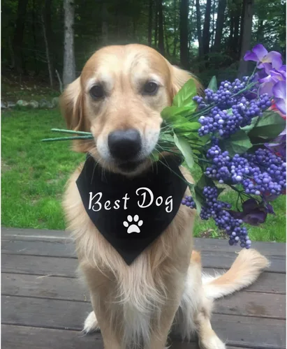 Vista 2 de El mejor collar de bandana de boda para perro, bandana de compromiso ajustable para mascotas con hebilla de liberación rápida y anillo en D