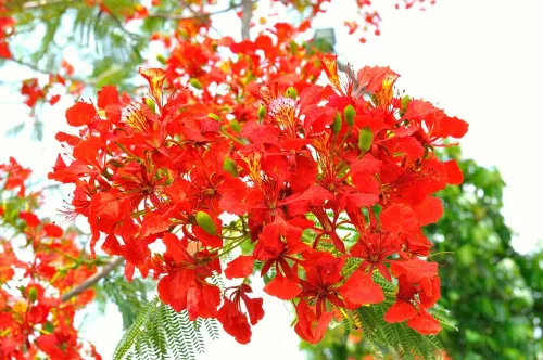 Vista 2 de 25 Seeds Delonix regia - Royal Poinciana Flamboyant Flame Tree