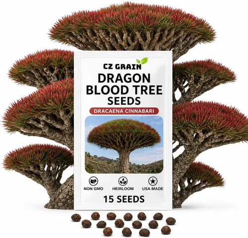 Vista 11 de CZ GRAIN Semillas de árboles exóticos para plantar (Baobab - 5 semillas)