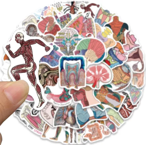 Vista 4 de Calcomanías de Anatomía 50 Piezas Calcomanías de Vinilo Impermeables de Órganos del Cuerpo Humano para Botellas de Agua, Bicicleta, Laptop