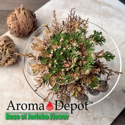 Vista 9 de ONE - Flor de Jericó Flor de Jericó - Planta de Resurrección Selaginella Lepidophylla Rosa Seca I Rosa Sagrada I Planta Doradilla 2.5