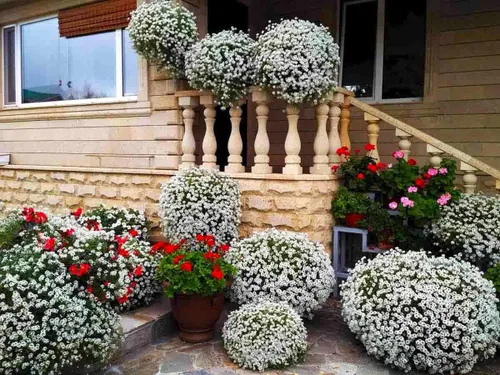 Vista 4 de Semillas Multicolor Alyssum Seed Mix 800+ Semillas para Jadear Anual de Bajo Crecimiento Flor de Suelo Cubierta del Suelo Flor