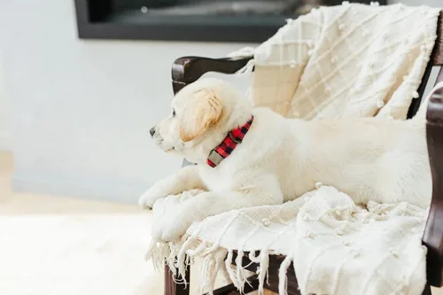Vista 2 de Collar de perro personalizado a cuadros de búfalo, collar de perro de franela roja personalizada navideña