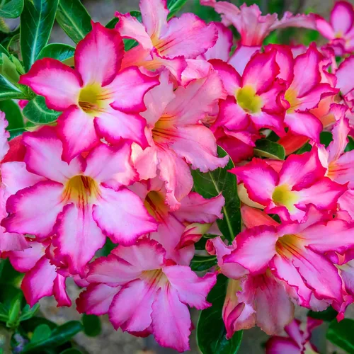 Vista 6 de 5 semillas de rosas del desierto coloridas para plantar, semillas de rosas del desierto de belleza rara, reliquia sin OMG, para el hogar, jardín