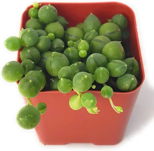 Vista 7 de Fat Plants - Colección de suculentas colgantes