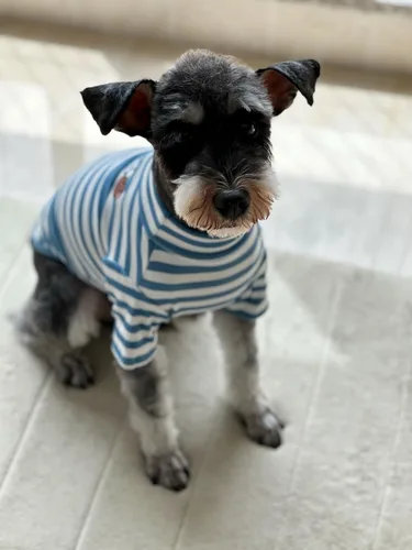 Vista 3 de Suéter de cuello alto para perro, lindo bordado de perrito, sudadera súper suave para perro, camisa para perro, suéter elástico a rayas para Raya