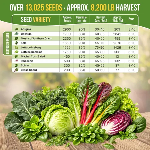 Vista 4 de Organo Republic Paquete de Variedad de 10 Semillas de Lechuga y Verduras para Ensalada 13000+ Semillas de Lechuga Reliquia Sin OMG para Plantar