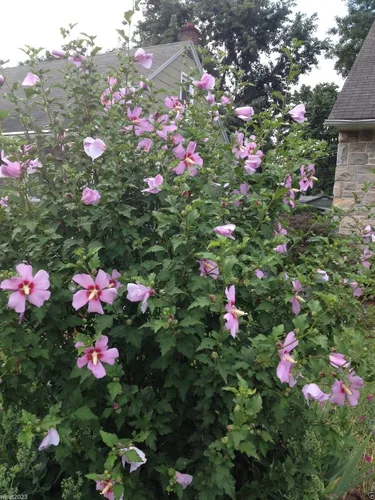 Vista 4 de HIBISCUS, 50 semillas de rosa de Sharon (Hibiscus syriacus), resistente al frío, perenne