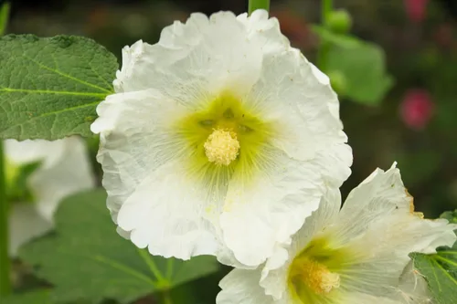 Vista 5 de 25 semillas de flores blancas de Alcea Rosea de Hollyhock PerennialComb S/H de Seedville
