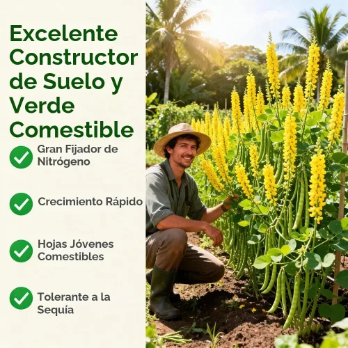 Vista 6 de Más de 20 semillas orgánicas de chipilin raro Semilla de Chipilin para Sembrar para sembrar semillas de reliquia, semillas de hierbas para sopas
