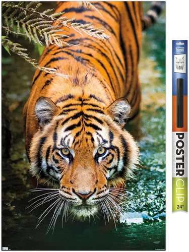 Vista 13 de Trends International Tiger - Póster de pared de agua, 14.725 x 22.375 pulgadas, versión enmarcada de madera de granero