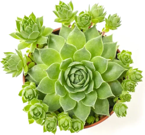 Vista 6 de Sempervivum - Plantas suculentas vivas de interior (3PK), plantas de interior vivas Sempervivum, plantas de interior vivas, plantas