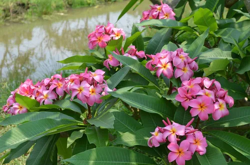 Vista 7 de Hawaiian Rare Plumeria Frangipani - Planta esquejes de planta roja, blanca, amarilla, rosa, 10 pulgadas, Discount Hawaiian Gifts LQ4 (rosa)