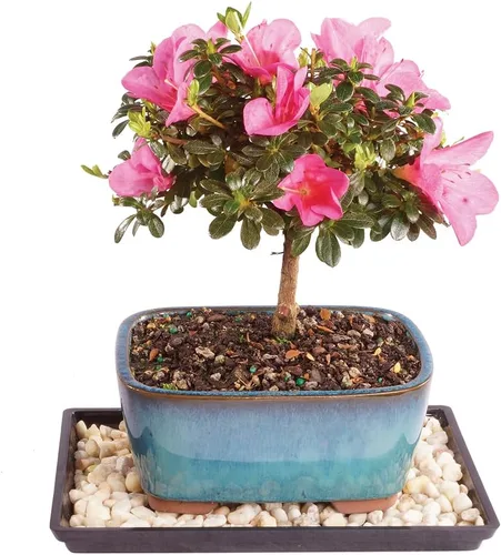 Vista 14 de Brussel's Bonsai Árbol bonsái de ciruela dulce china viva, 5 años, 6 a 10 pulgadas, bonsái de interior en maceta de bonsái de cerámica