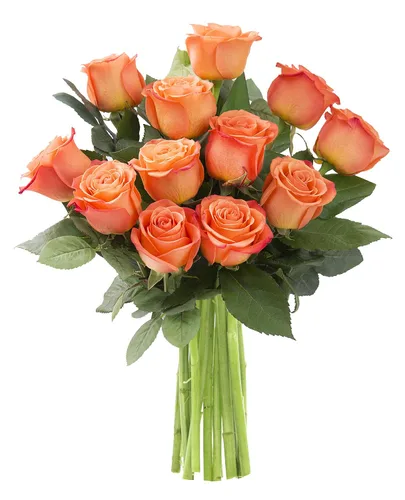 Vista 44 de KaBloom - Rosas arcoíris (media docena)- Flores frescas para cumpleaños, San Valentín y Día de la Madre