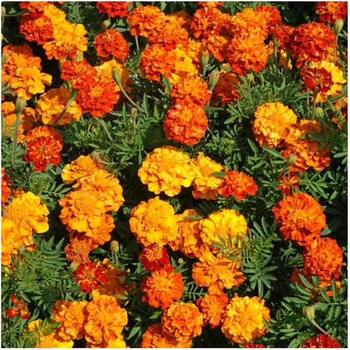 Vista 4 de Everwilde Farms - 500 semillas de flores silvestres de caléndula francesa Sparky Mix - Paquete de semillas jumbo Gold Vault
