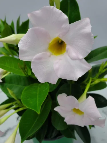 Vista 9 de Tropical Plants of Florida - Arbusto blanco de Dipladenia - Altura total de 14 pulgadas - Maceta de 6 pulgadas (1 galón) (solo planta)